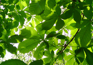 lichtdurchflutete Kastanienblätter.